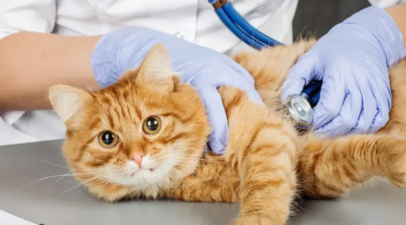 Кастрация кота