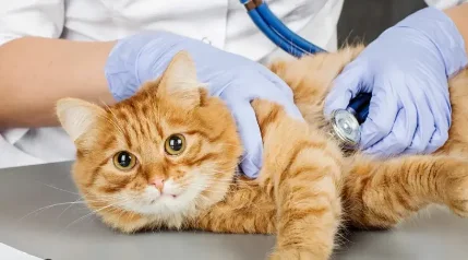 Кастрация кота