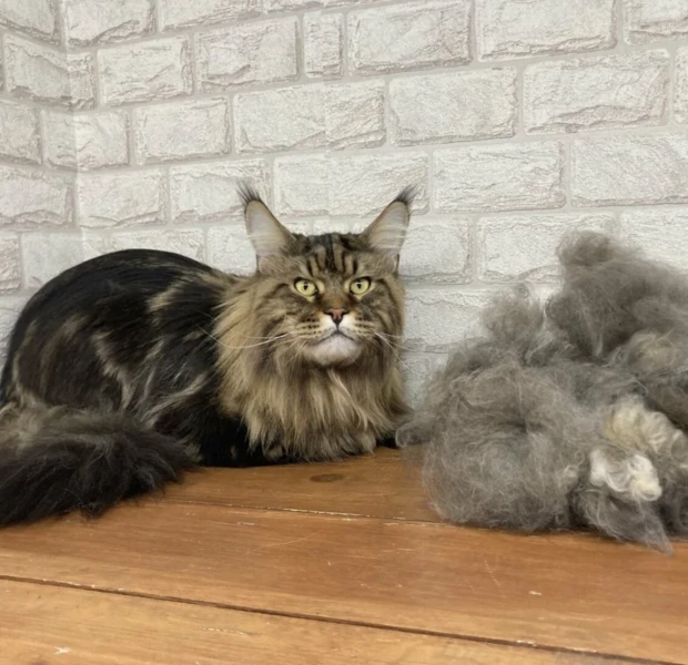 Фото для Экспресс - линька кошек