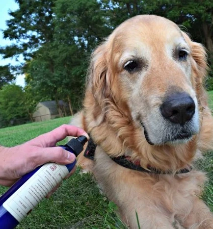 Обработка кожи животных противоклещевыми препаратами