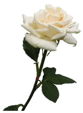 Белая роза символизирует чистоту, любовь, невинность, глубокое уважение и почтение. 