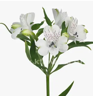Альстромерия - красивый цветок, который совмещает в себе изящество орхидей и гордую стать лилий.