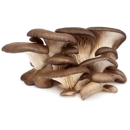 Фото для Грибы Вешенки вес КНР