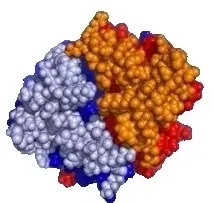 Фото для Анализ крови на общий белок