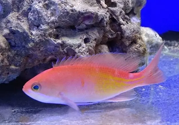 Рыбка АНТИАС в ассортименте (Pseudanthias)