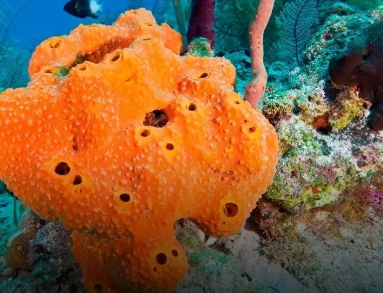 Морская губка оранжевая (Stylotella Aurontium)