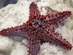 Фото для Звезда морская в ассортименте (Linckia)