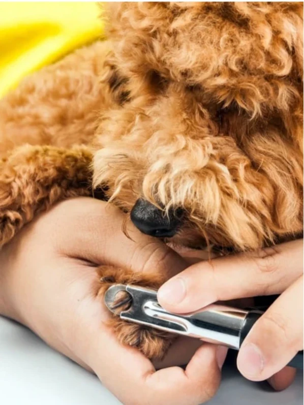 Стрижка когтей у собак и кошек
