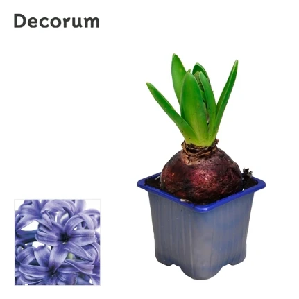 Фото для Гиацинт Блю Перл (Hyacinthus Blue Pearl) 1pp (decorum) 7/12