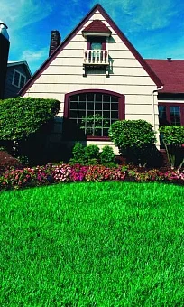 Фото для Газон Коттедж (универсальный газон) 30г