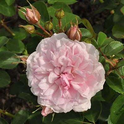 387bba95e94511ed8294d85ed377b6fa_5b06a6bdd45711ee82dad85ed377b6fa