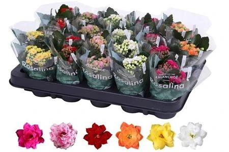 5092cdf6f00511ef828ed85ed377b6fa_5092cdf7f00511ef828ed85ed377b6fa