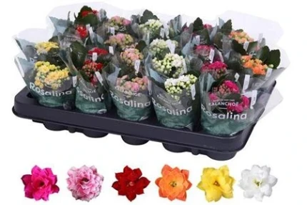 5092cdf6f00511ef828ed85ed377b6fa_5092cdf7f00511ef828ed85ed377b6fa