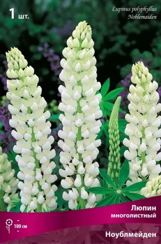 Фото для Люпин многолистный Ноублмейден/К