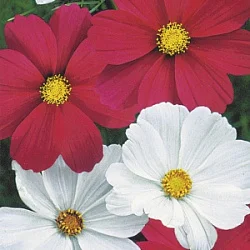 Цветы Космея Красное и белое, смесь (СР) (0,3г)